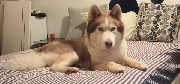 Safe Siberian Husky in Marietta, GA
