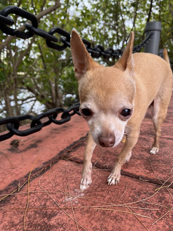 Lost Chihuahua 