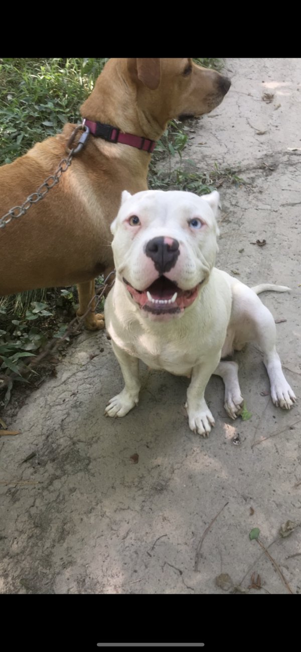 Lost American Bulldog 