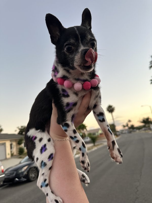 Lost Chihuahua in Oceanside, CA