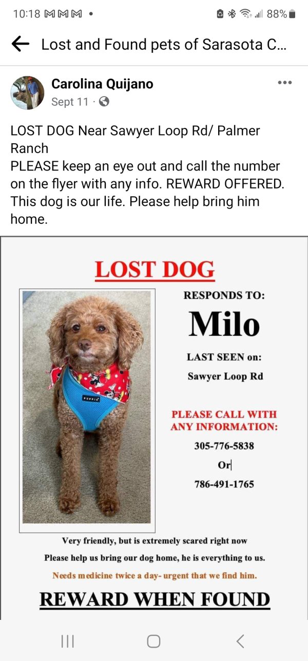 Lost Cocker Spaniel in Sarasota, FL