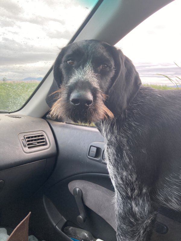 Safe German Wirehaired Pointer in Martinez, CA