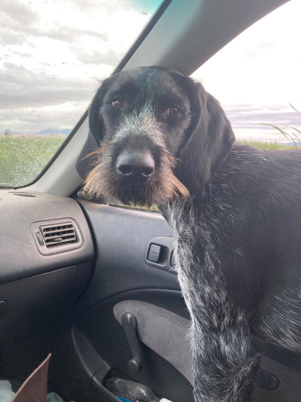 Lost German Wirehaired Pointer in California