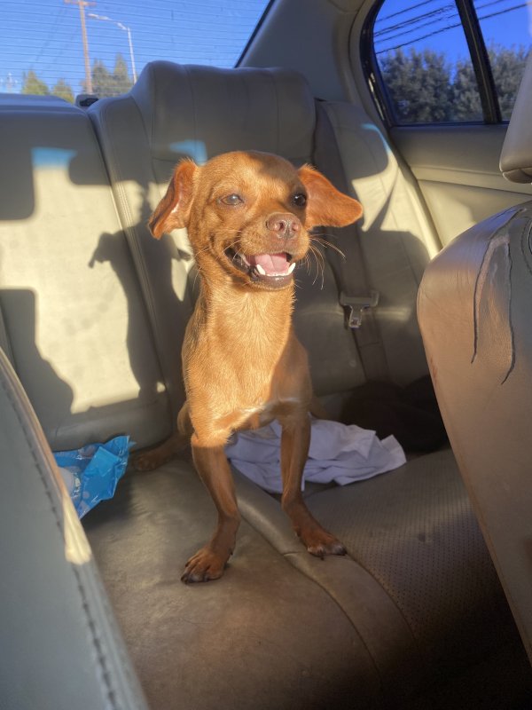 Safe Chihuahua in Vallejo, CA