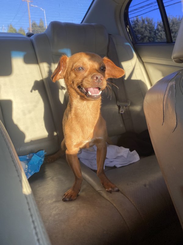 Lost Chihuahua in Vallejo, CA