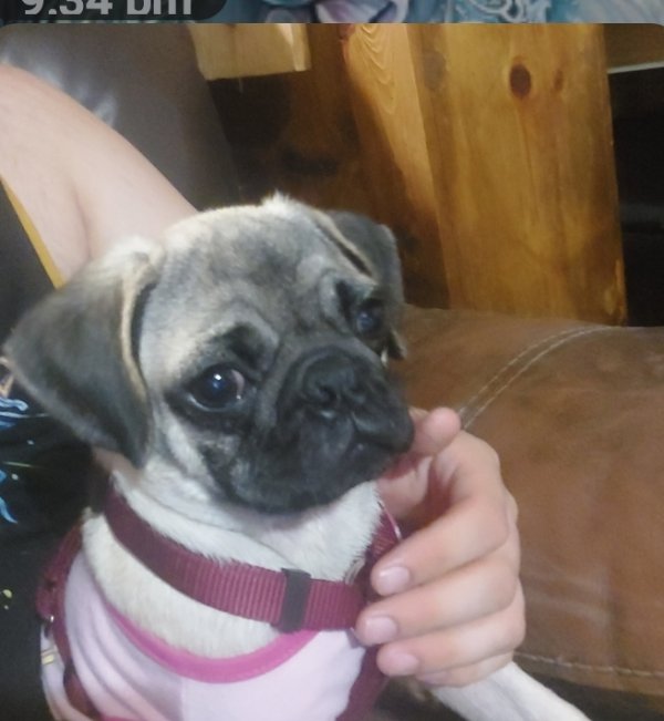 Lost Pug in San Diego, CA