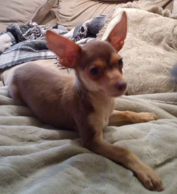 Safe Chihuahua in Riverside, CA