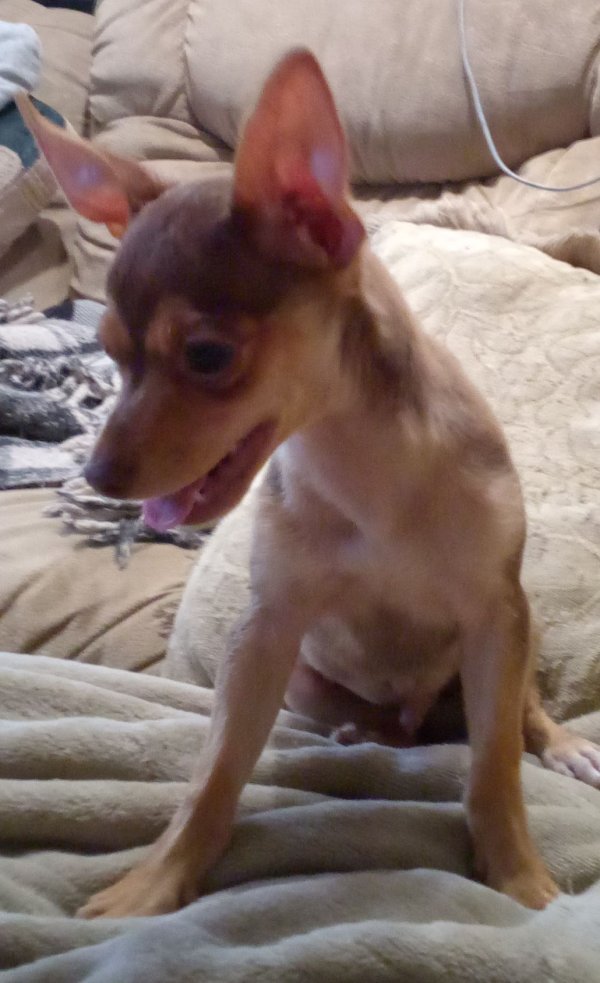 Safe Chihuahua in Perris, CA