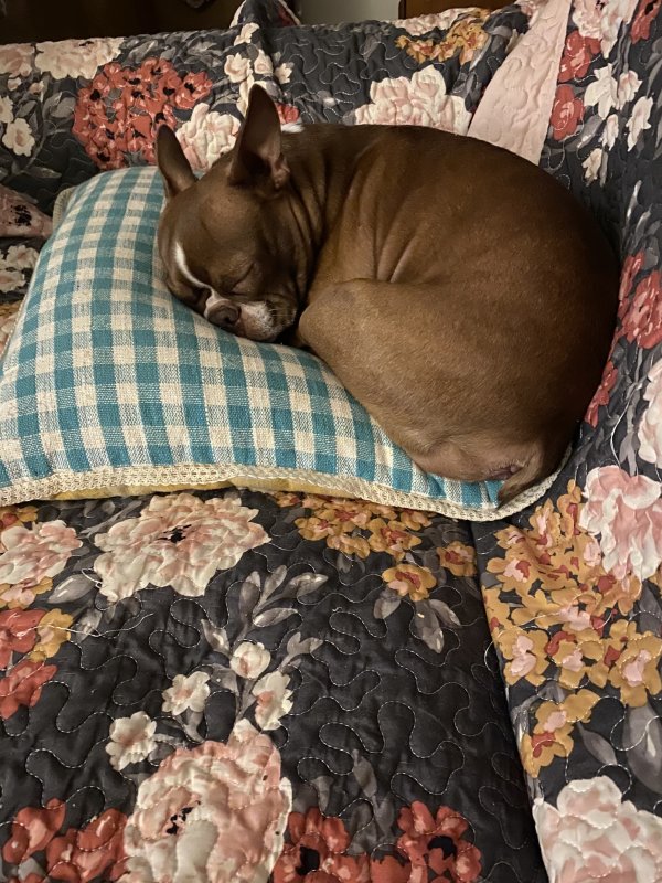 Lost Boston Terrier in Arkansas