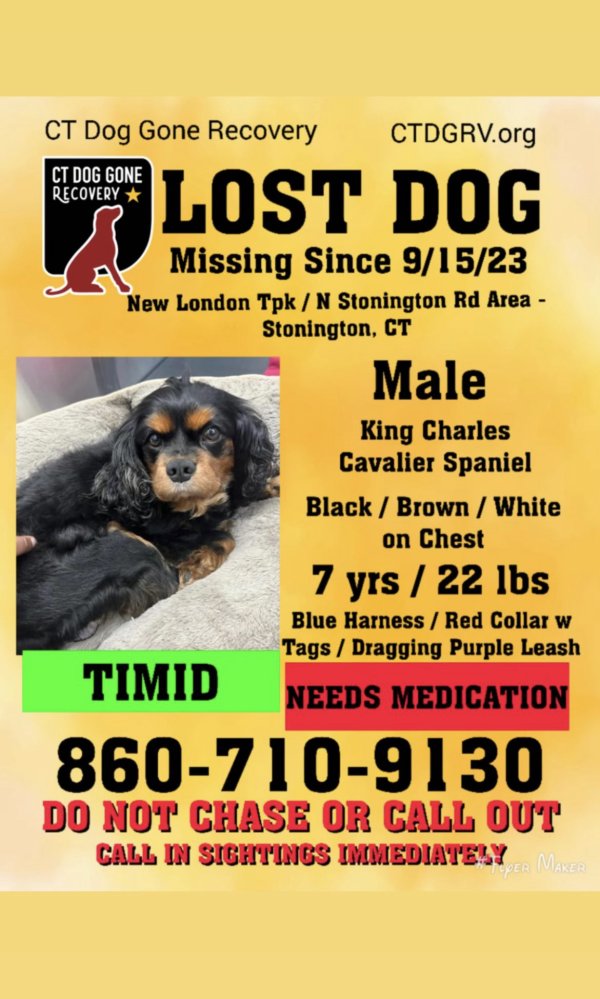 Safe Cavalier King Charles Spaniel in Stonington, CT