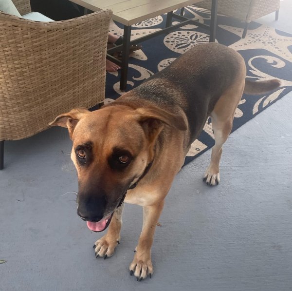 Lost German Shepherd Dog in Miami, FL