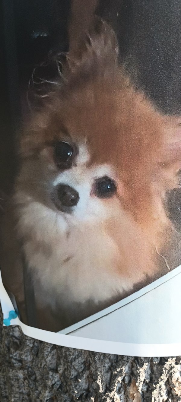 Safe Pomeranian in Sacramento, CA