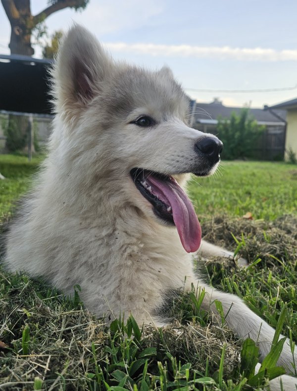 Safe Siberian Husky in Rogers, AR