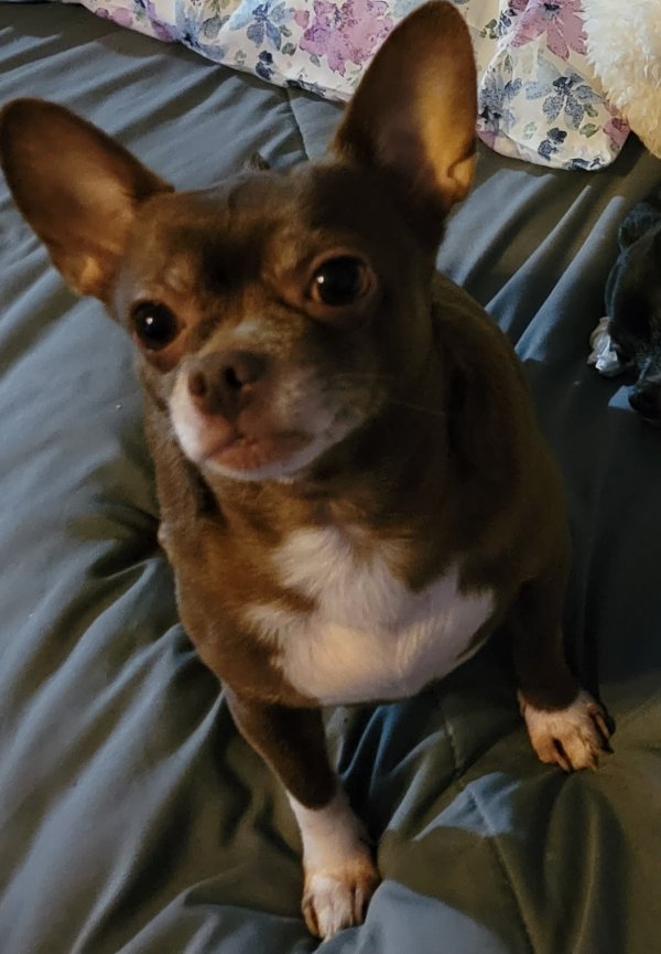 Lost Chihuahua in Texas