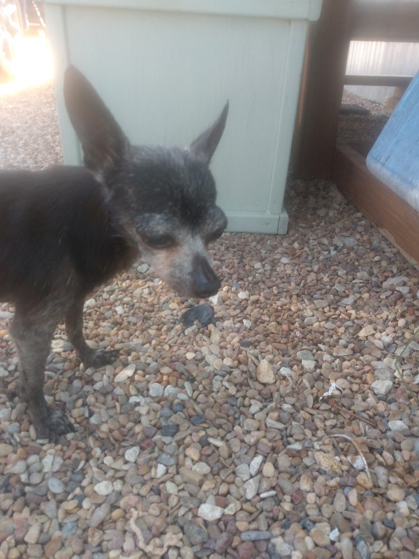 Found Chihuahua in Texas