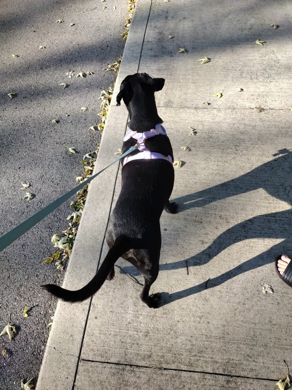 Safe Dog in Muncie, IN