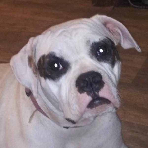 Safe American Bulldog in Holt, FL