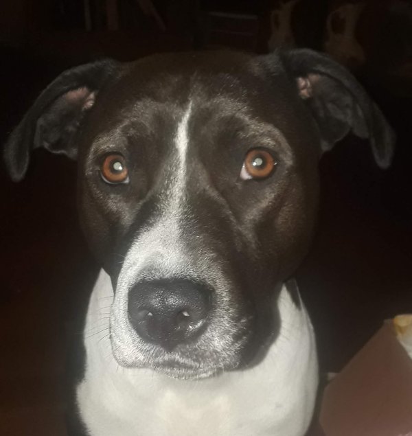Safe Pit Bull in Bear Creek, AL