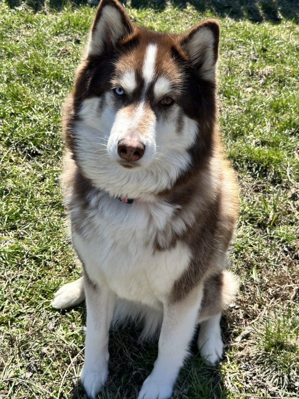 Safe Siberian Husky in Detroit, MI