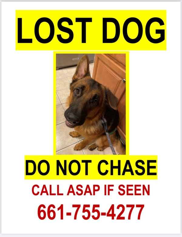 Safe German Shepherd Dog in Grayslake, IL