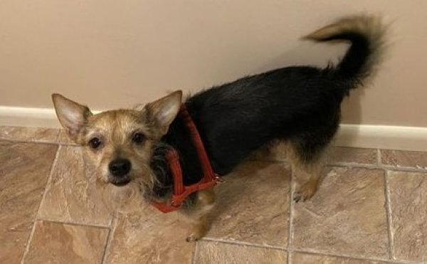 Safe Mutt in Johnston, RI