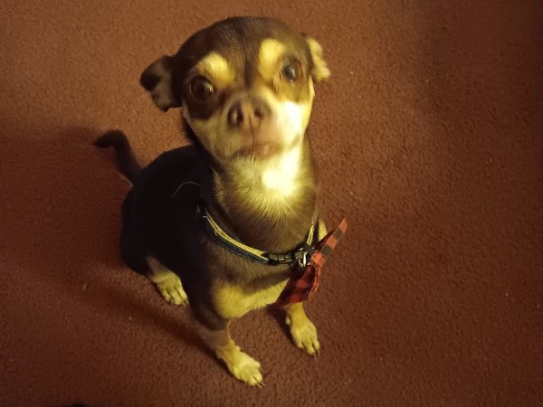 Safe Chihuahua in Pinon Hills, CA