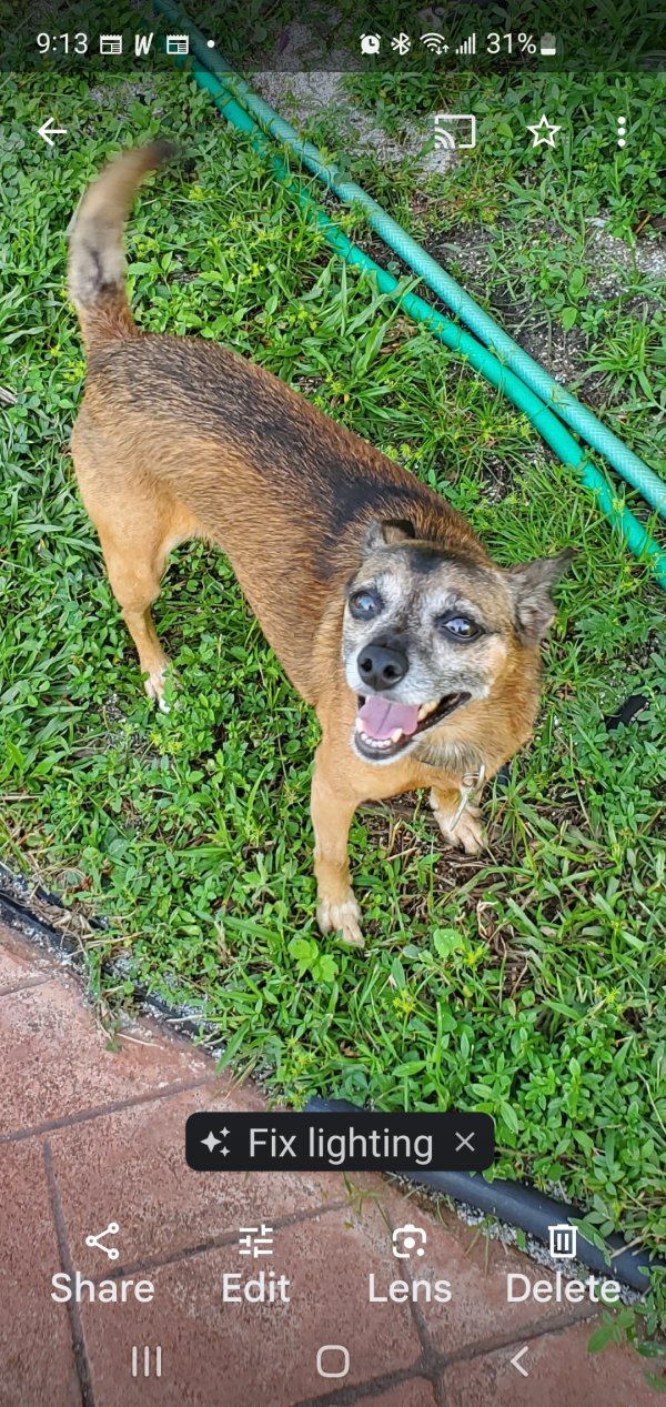 Lost Chihuahua in Miami, FL