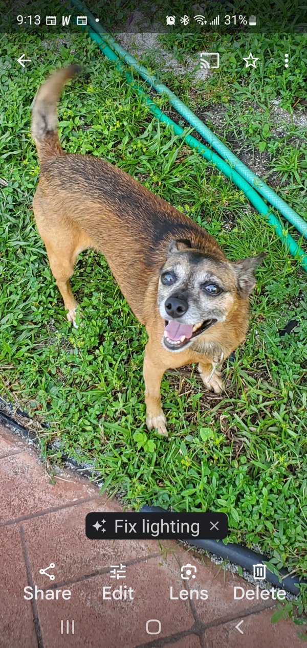 Safe Chihuahua in Miami, FL