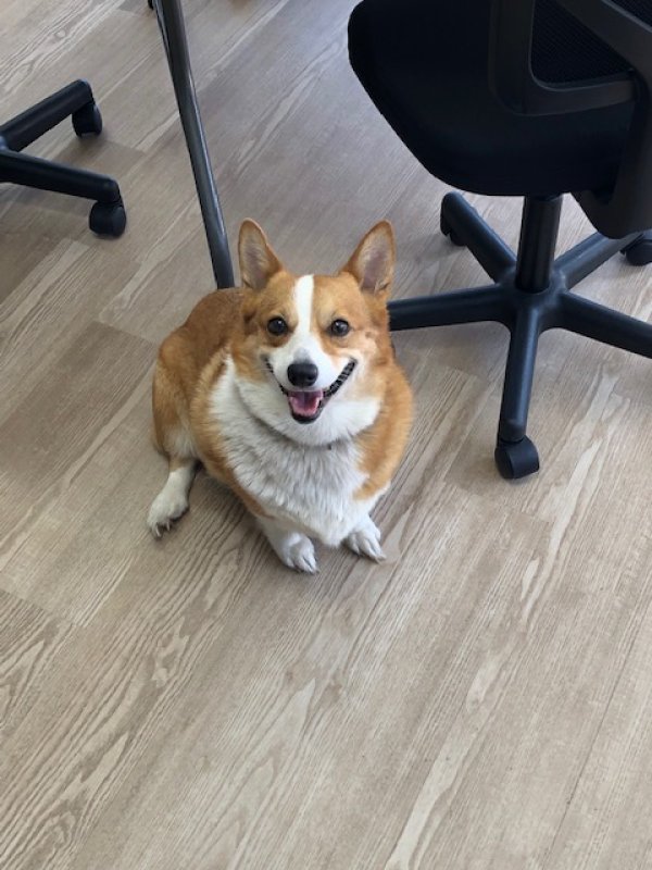 Safe Dog in Plano, TX