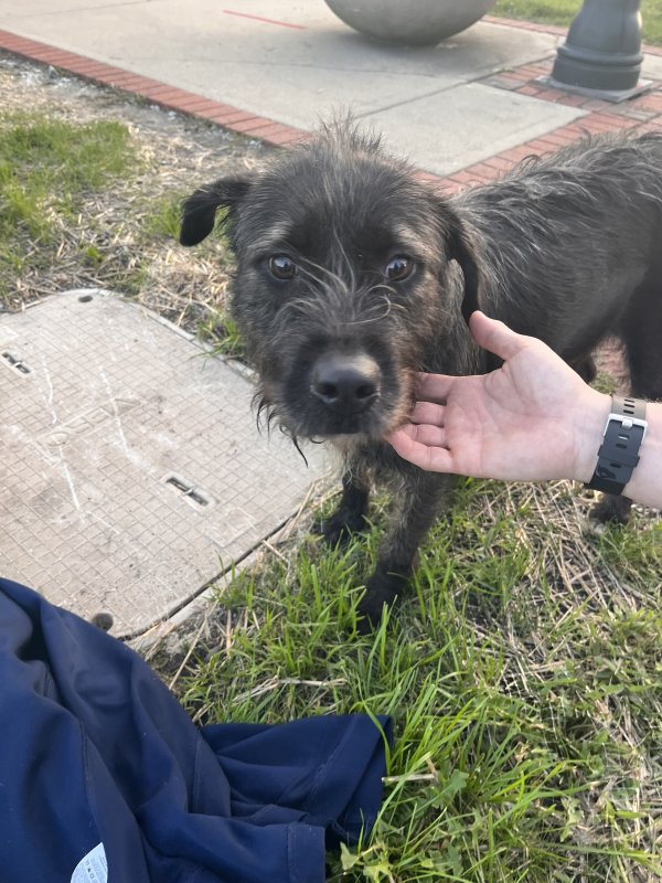 Safe Mutt in South Holland, IL