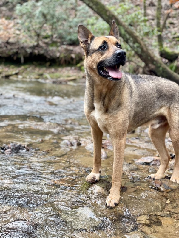 Safe German Shepherd Dog in Waleska, GA