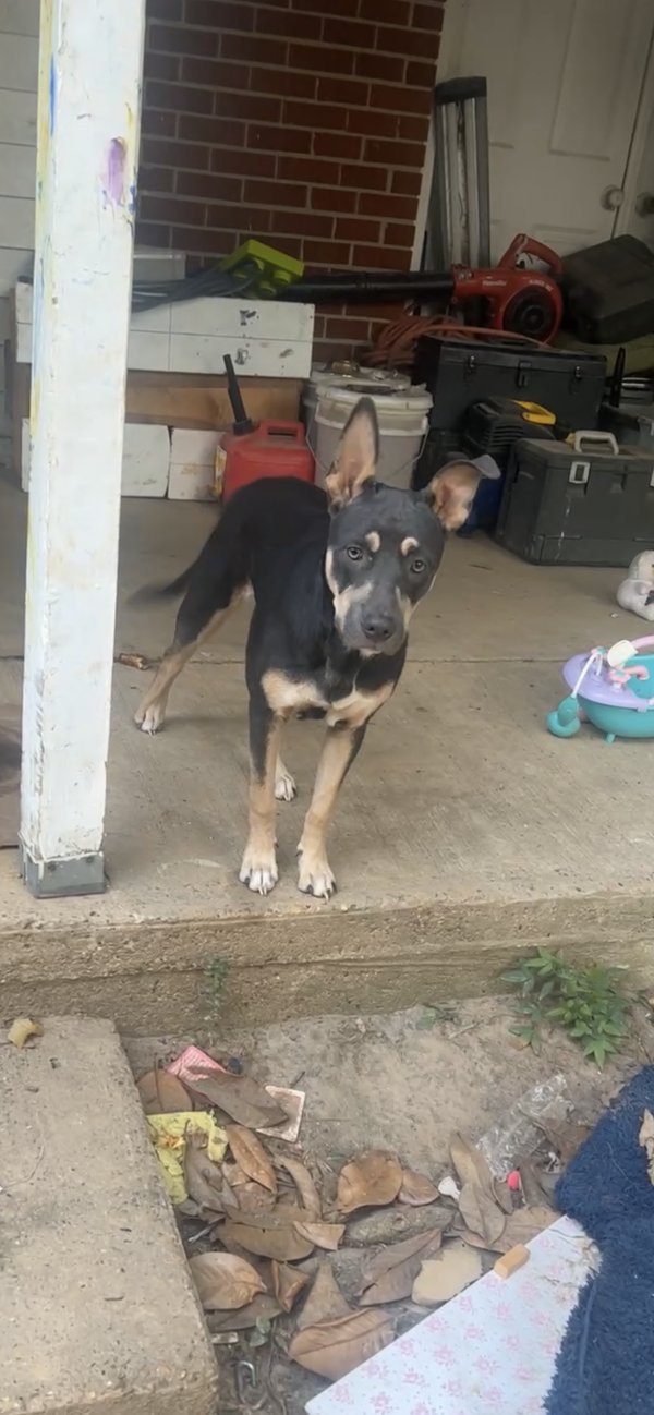 Safe Mutt in Jacksonville, AR