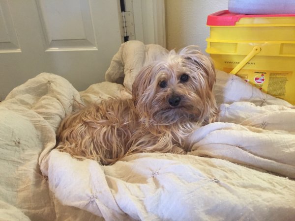 Safe Yorkshire Terrier in Farmersville, TX