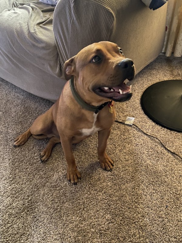 Safe Pit Bull in Harvey, IL