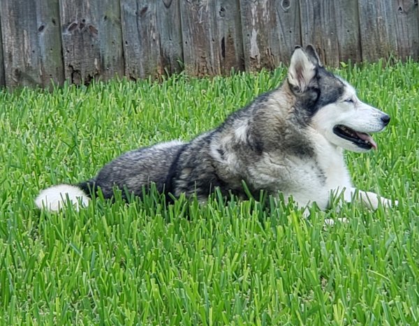 Safe Siberian Husky in Miami, FL