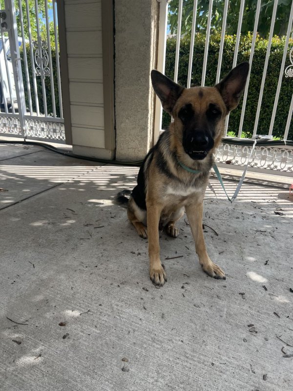 Safe German Shepherd Dog in Fontana, CA