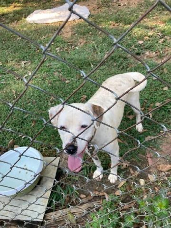Safe Mutt in Charlotte, NC