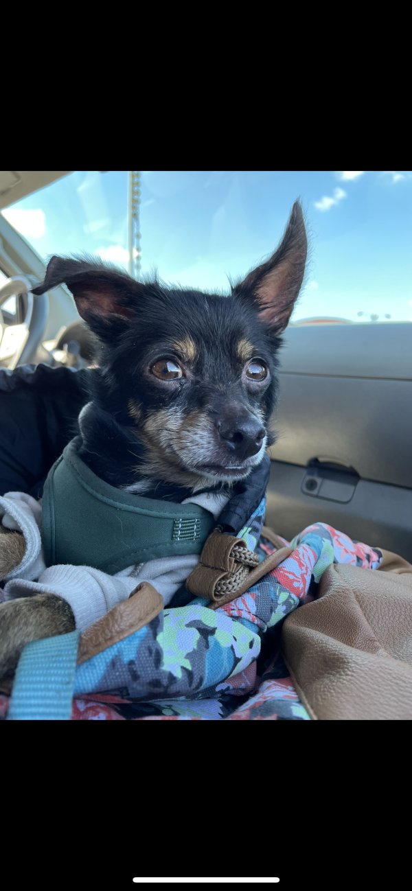 Lost Chihuahua in Compton, CA