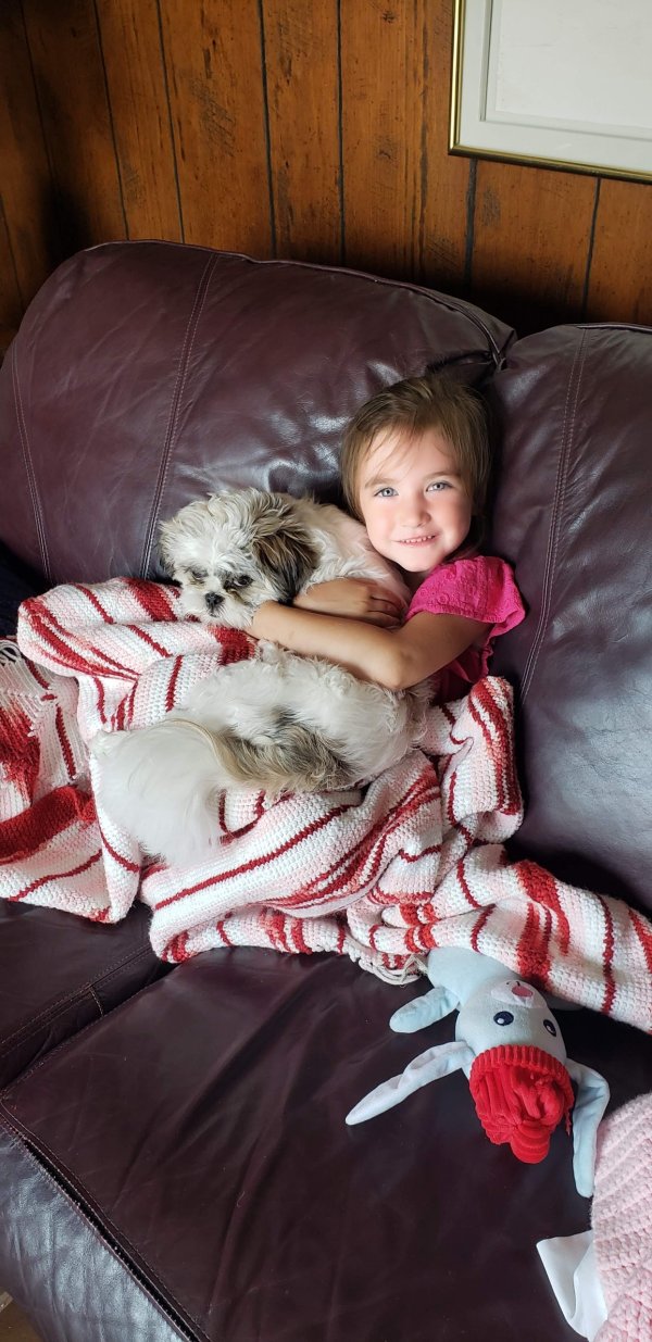 Safe Shih Tzu in Muskegon, MI