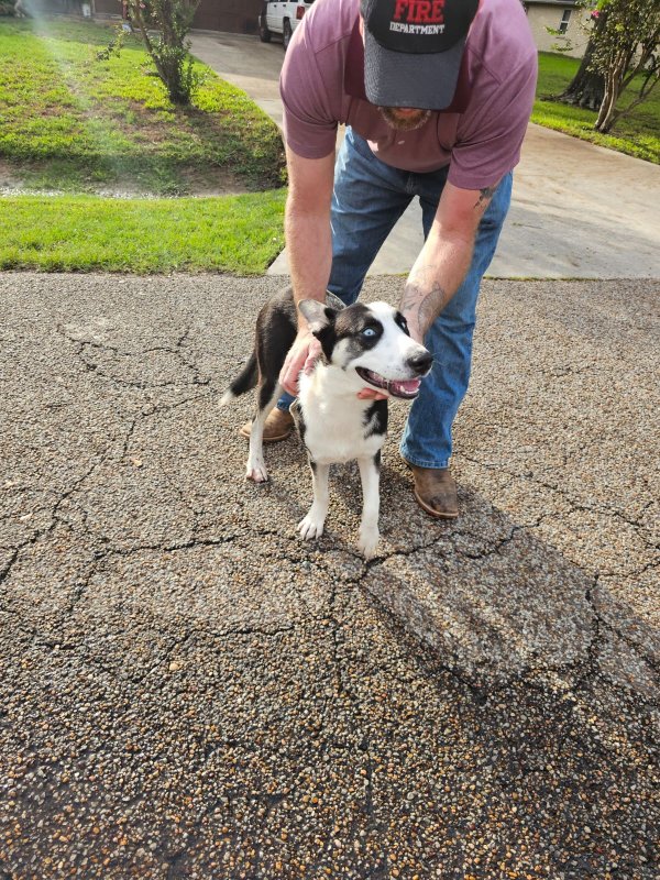 Safe Siberian Husky in Porter, TX