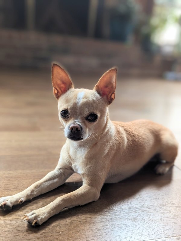 Lost Chihuahua in New Orleans, LA