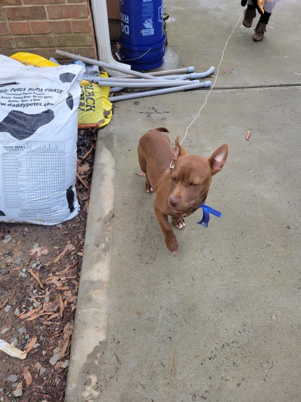 Lost Pit Bull in Charlotte, NC