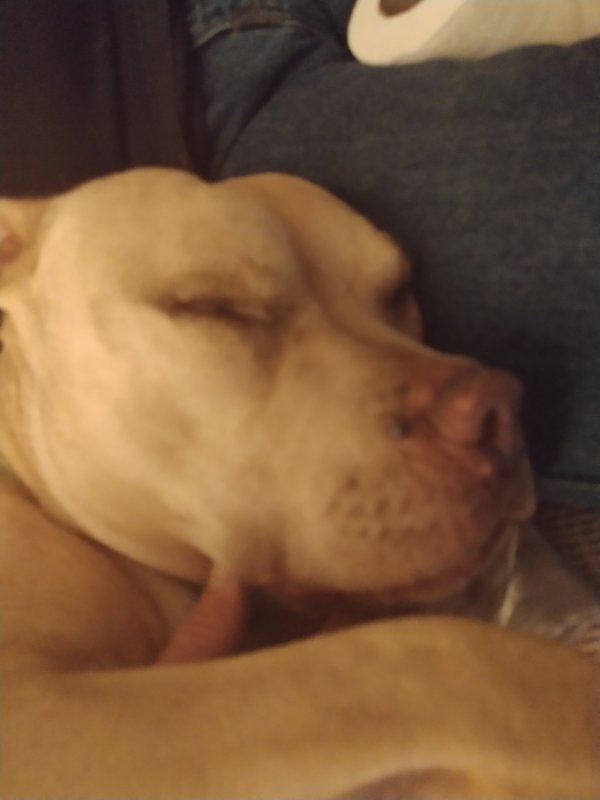 Lost American Staffordshire Terrier in Pittsburg, CA
