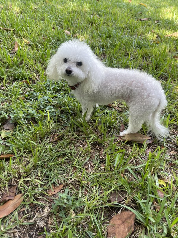 Safe Bichon Frise in Miami, FL