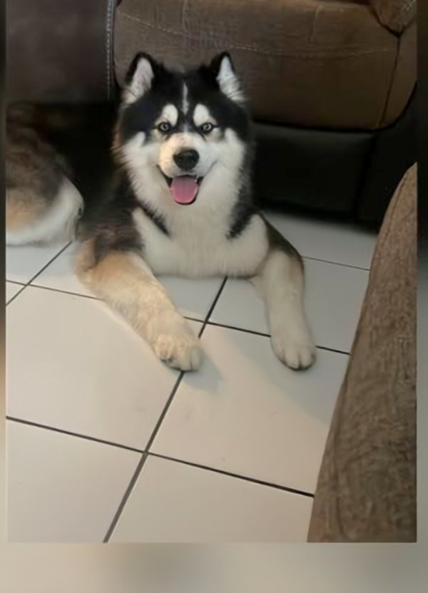 Stolen Siberian Husky in Miami, FL