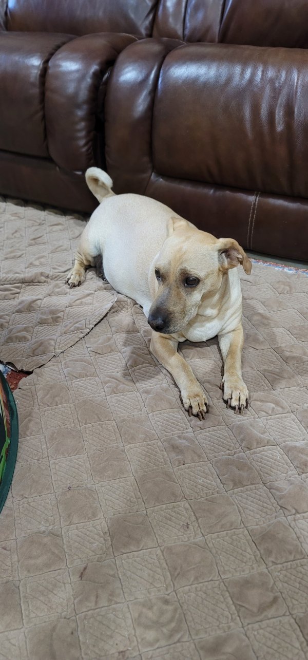 Safe Dachshund in Houston, TX