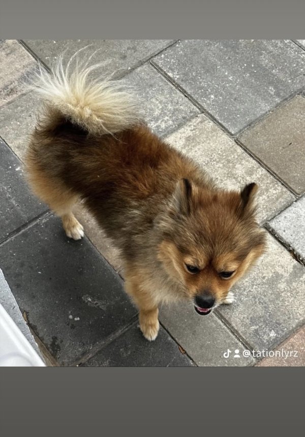 Lost Pomeranian 