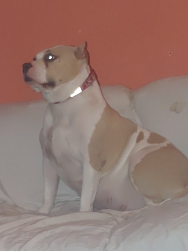 Safe Pit Bull in Saint Louis, MO