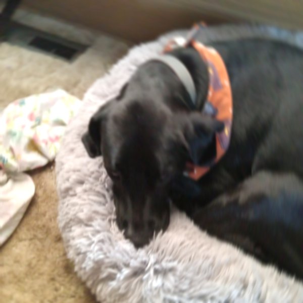Safe Beagle in Carterville, MO