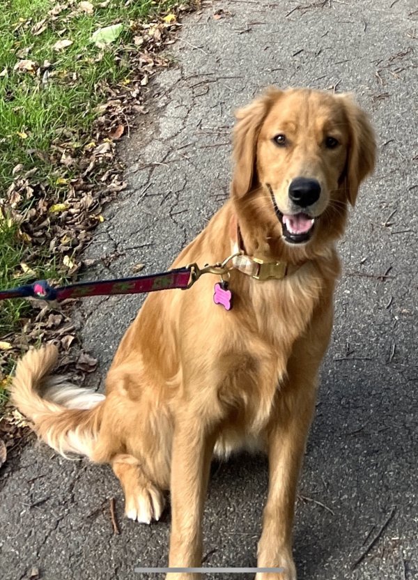 Lost Golden Retriever 